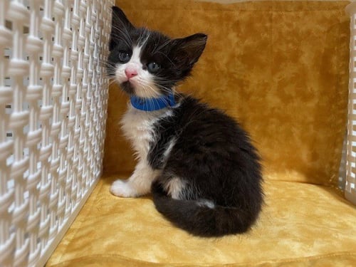 OREO - Domestic Short Hair available for adoption