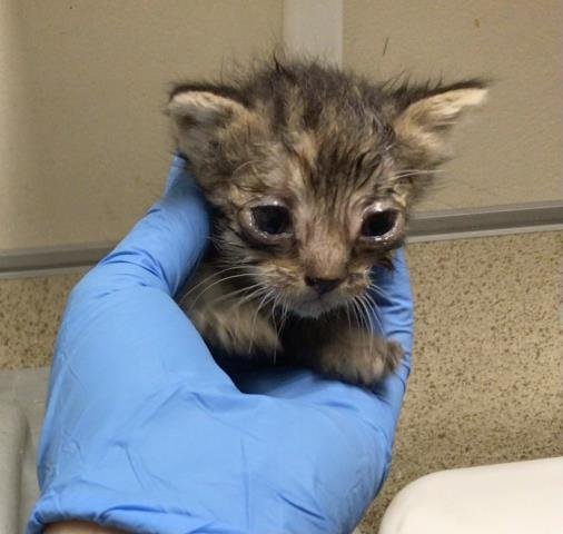 ALLY - Domestic Short Hair for adoption in Riverside