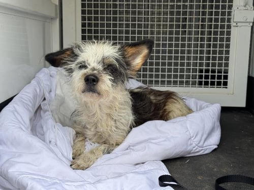 FIDO - Terrier available for adoption