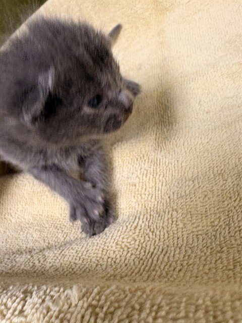 ANGEL - Domestic Short Hair available for adoption