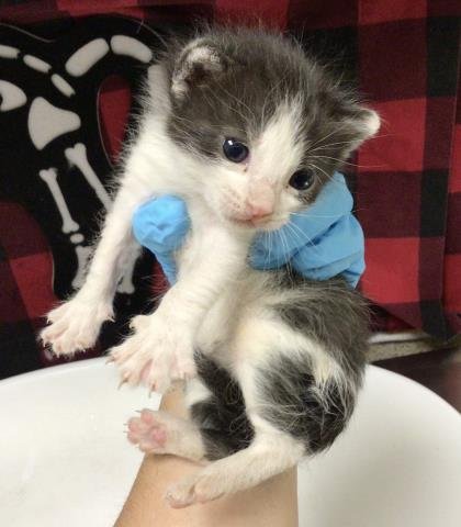 ZITA - Domestic Short Hair available for adoption