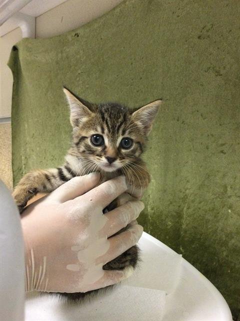 FACE - Domestic Short Hair available for adoption