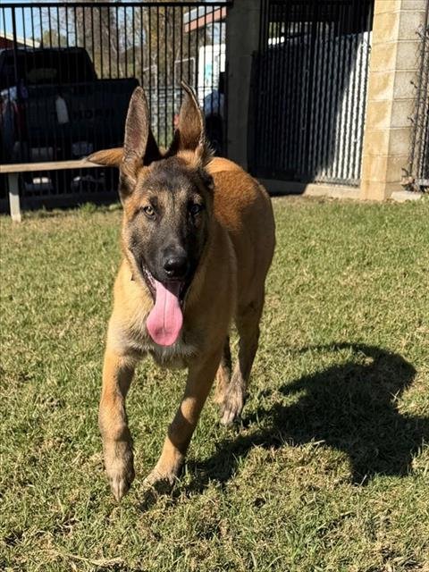JOSE - Belgian Shepherd Malinois available for adoption