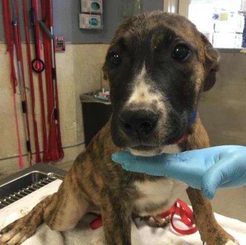OLLIE - Cane Corso Mastiff available for adoption