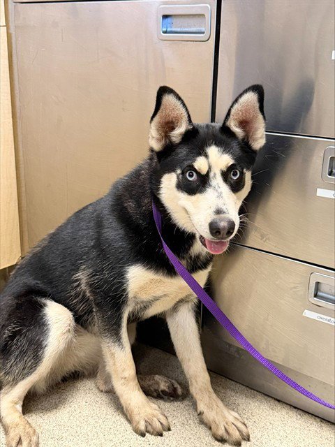 DREA - Siberian Husky available for adoption