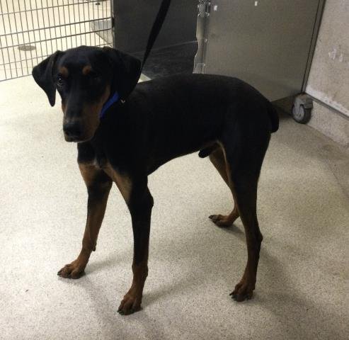 ESPRESSO - Doberman Pinscher available for adoption