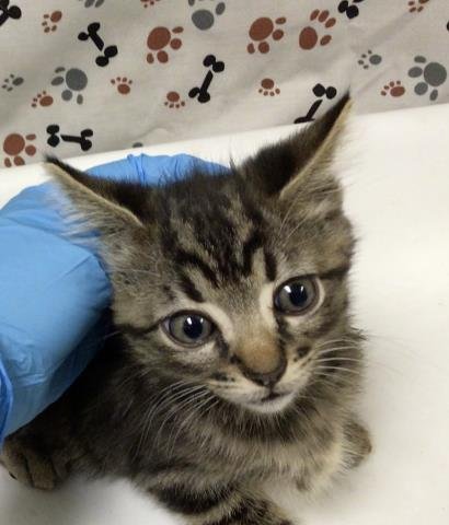 POLLY - Domestic Short Hair available for adoption