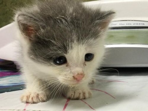 HANK - Domestic Short Hair available for adoption