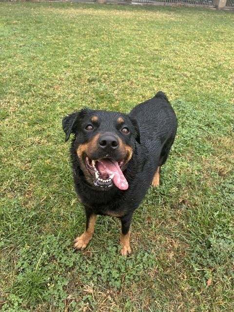 LILY - Rottweiler available for adoption