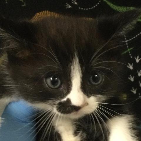 MOON - Domestic Short Hair available for adoption