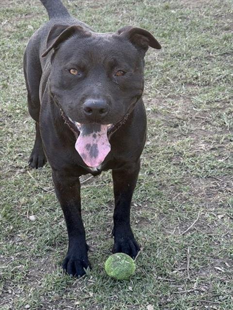 BENTLEY BOY Image