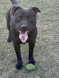 BENTLEY BOY - Photo 1