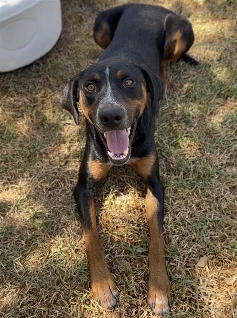RICKY - Bluetick Coonhound available for adoption