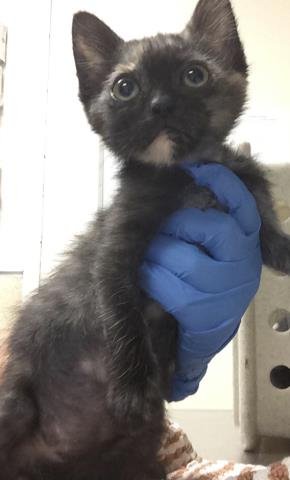 ZEAL - Domestic Short Hair available for adoption