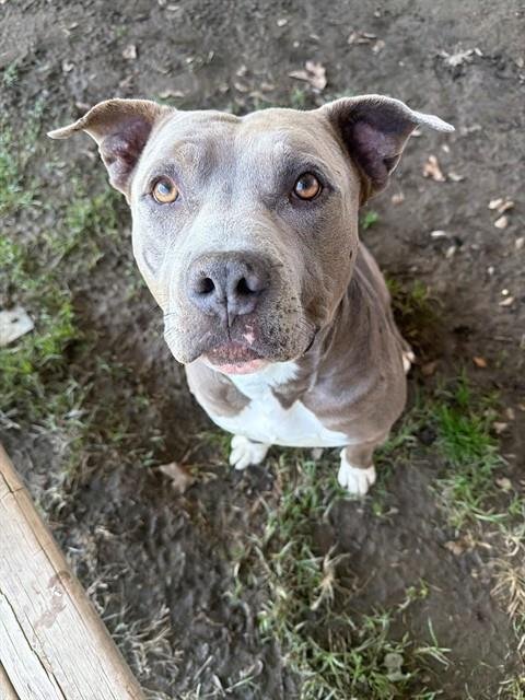 JERRY BLU - Pit Bull Terrier available for adoption