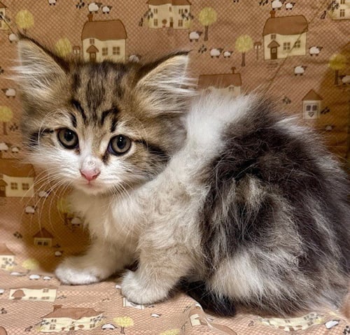 LISSA - Domestic Short Hair available for adoption