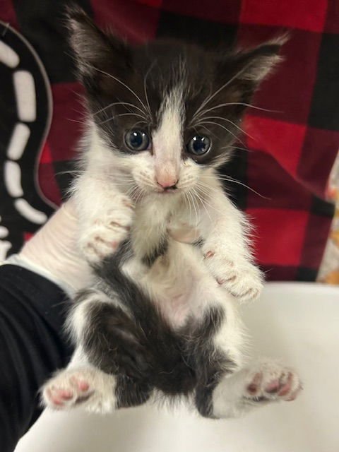 SIGBY - Domestic Short Hair available for adoption