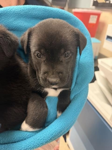 BUDDY - Labrador Retriever available for adoption