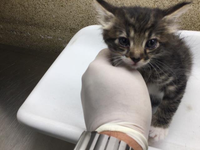 ZARA - Domestic Short Hair available for adoption