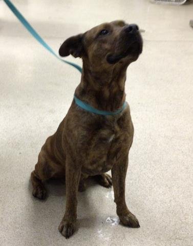 BENTLEY - Pit Bull Terrier available for adoption