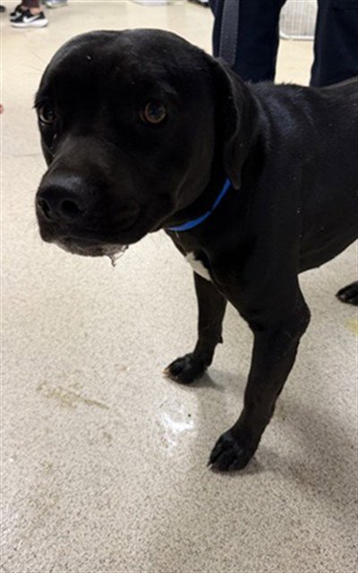 BLUEBERRY - Pit Bull Terrier available for adoption