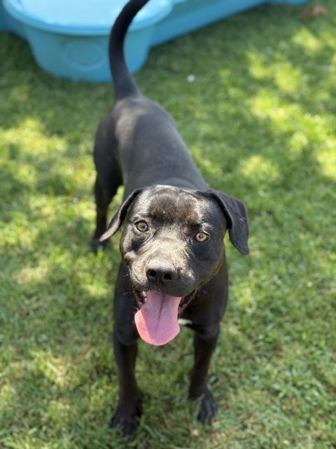 BLUEBERRY - Pit Bull Terrier available for adoption