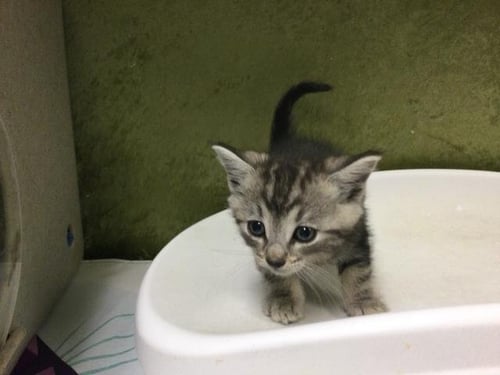 STAR - Domestic Short Hair available for adoption