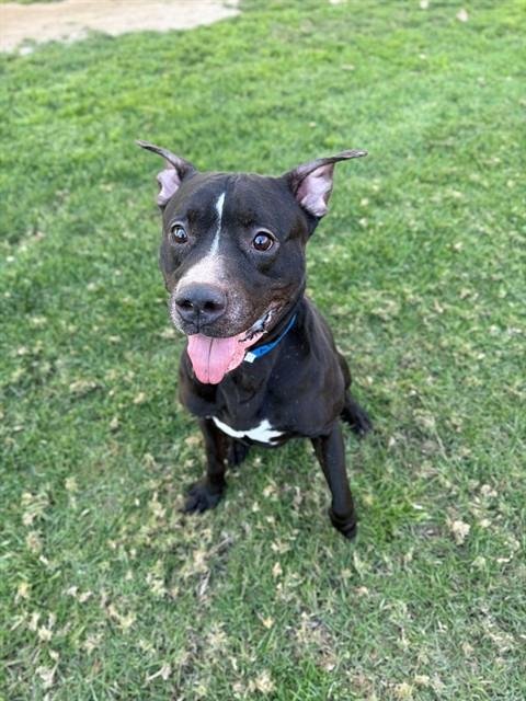 ONION - Pit Bull Terrier available for adoption