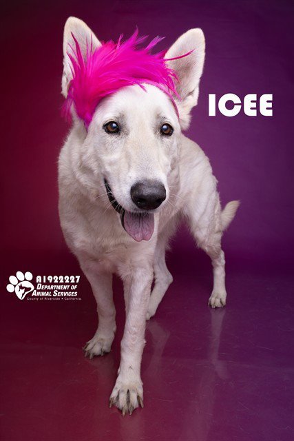 ICEE - German Shepherd Dog available for adoption