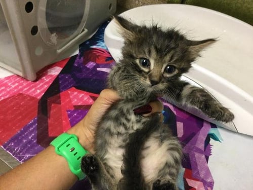 FRY SAUCE - Domestic Medium Hair available for adoption