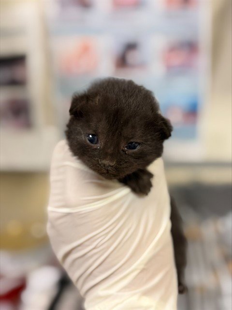 BOO - Domestic Short Hair available for adoption