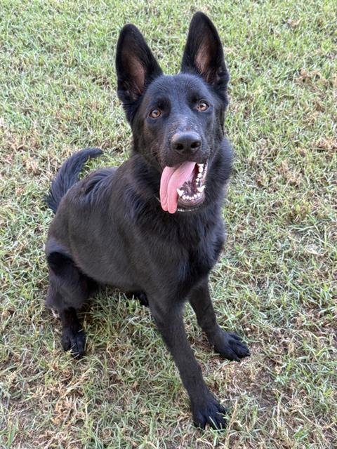 CORALINE - German Shepherd Dog available for adoption