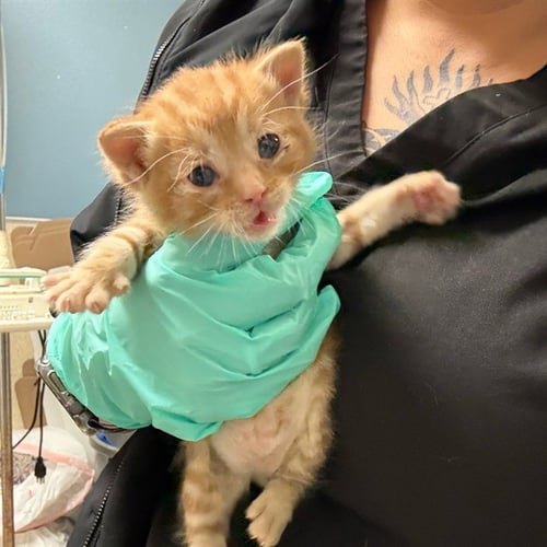 TATER TOT - Domestic Short Hair available for adoption