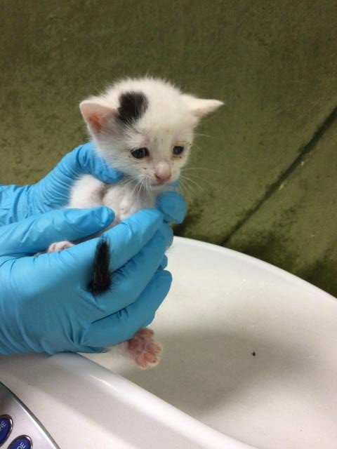 JIGGLY PUFF - Domestic Short Hair available for adoption