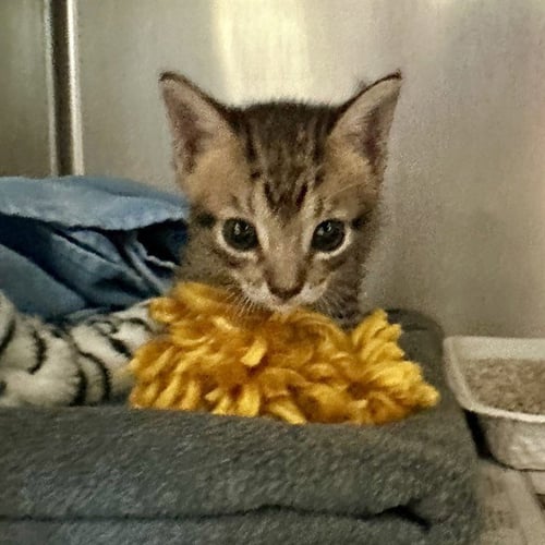 POOKIE - Domestic Short Hair available for adoption