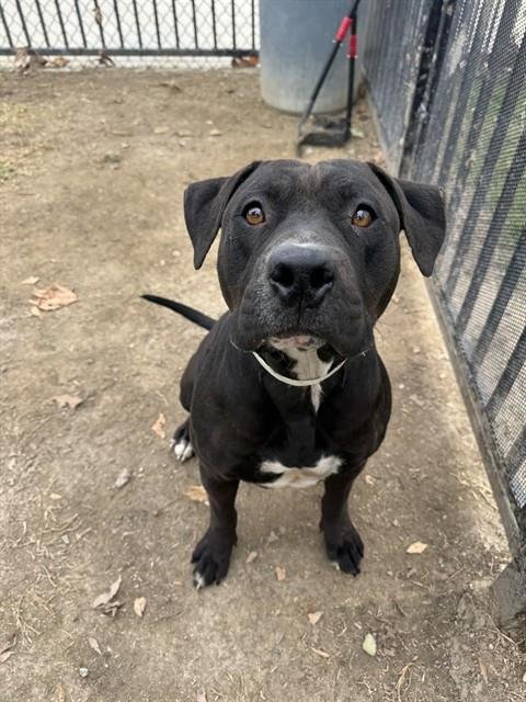 STARLIGHT - Staffordshire Bull Terrier available for adoption