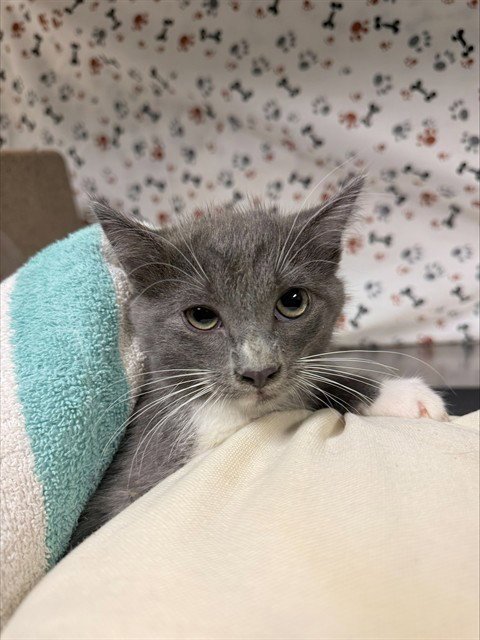 SAMANTHA - Domestic Short Hair available for adoption