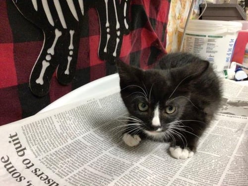 SALEM - Domestic Short Hair available for adoption