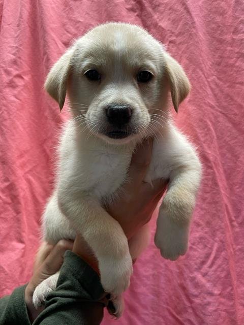 LUNA - Pit Bull Terrier available for adoption