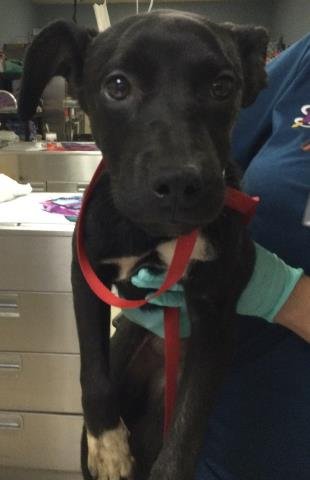 KUROMI - Cane Corso Mastiff / Pit Bull Terrier available for adoption