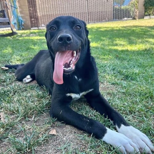 KUROMI - Pit Bull Terrier / Labrador Retriever available for adoption
