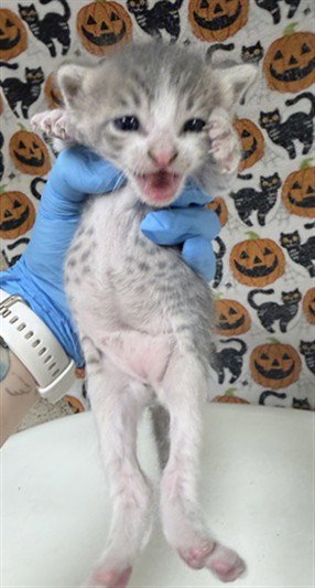 CUPCAKE - Domestic Short Hair available for adoption