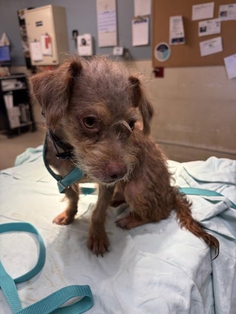 GIZMO - Terrier available for adoption