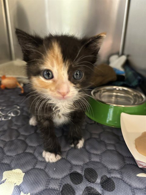 DONUT - Domestic Short Hair available for adoption