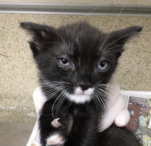 FREYA - Domestic Short Hair available for adoption