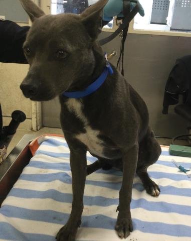 WINSTON - Pit Bull Terrier available for adoption