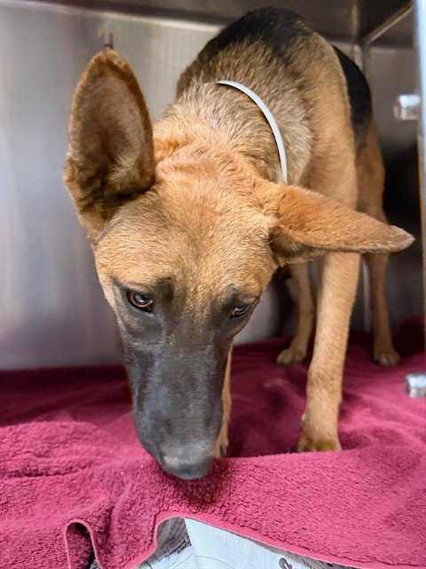 NELLY - German Shepherd Dog available for adoption