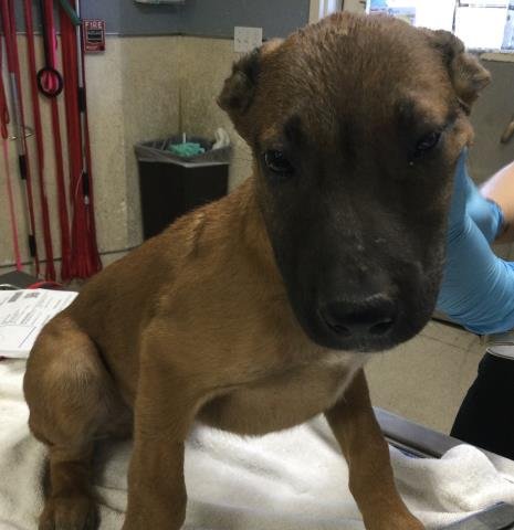 JOSHUA - Cane Corso Mastiff available for adoption