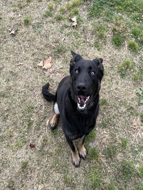 LOLA - Belgian Shepherd Malinois available for adoption