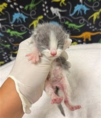 MICAH - Photo 1